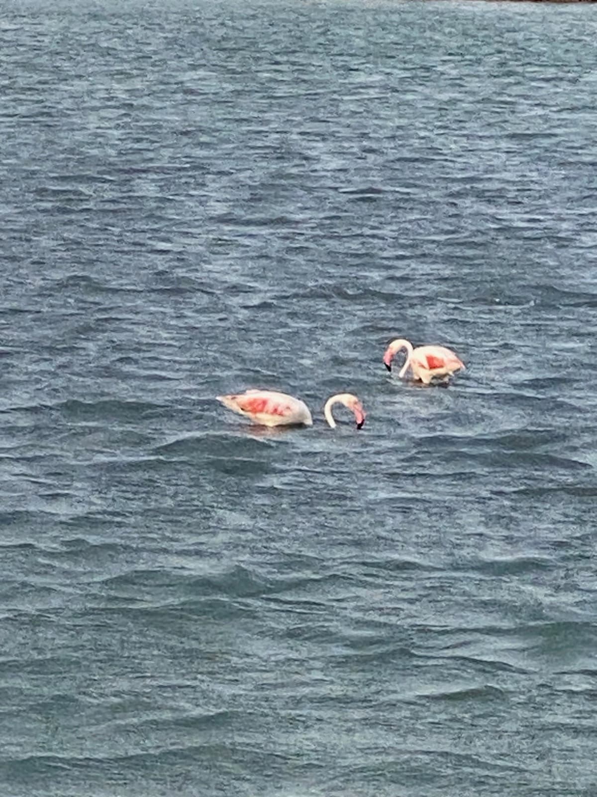 Flamingo's in de salinas van San Pedro del Pinatar