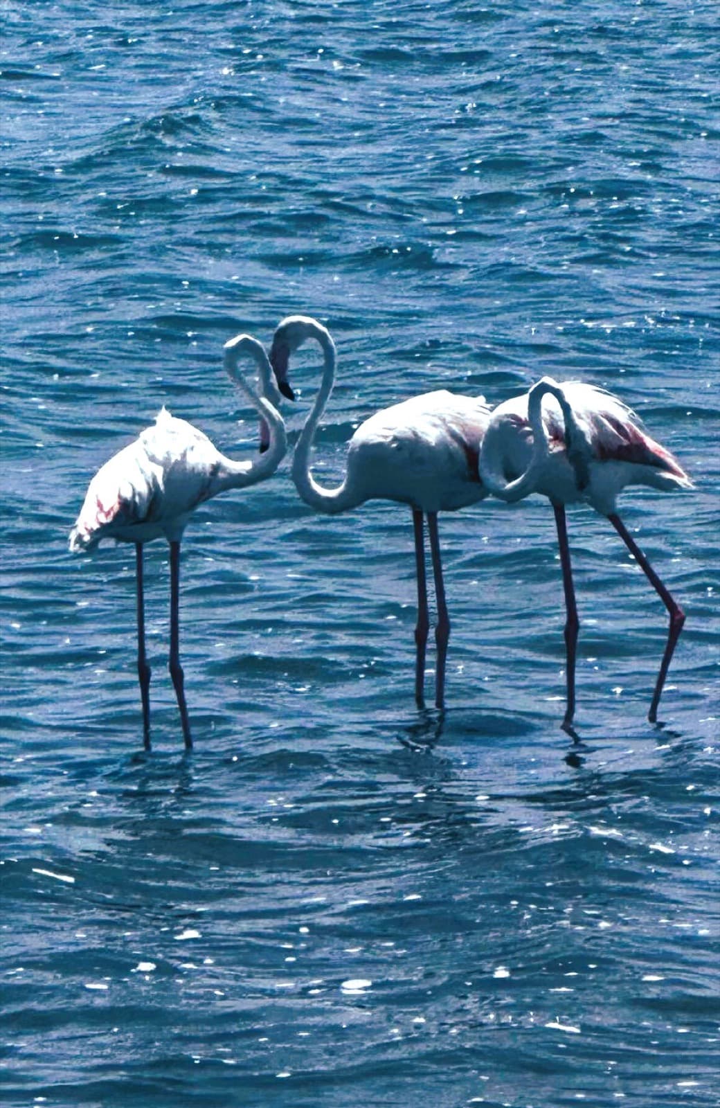 Flamingo op het strand van Villananitos, Lo Pagán